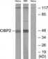 CTBP2 Antibody (aa396-445)